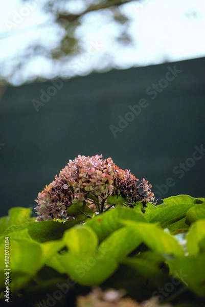 Obraz caterpillar on a leaf