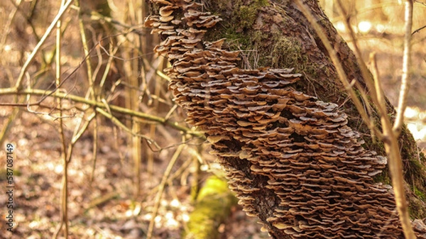 Obraz mushrooms on the tree
