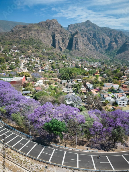 Obraz Valle y jacarandas