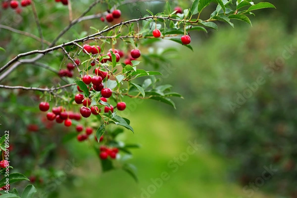 Fototapeta Ripe red sour cherries on the branch in the berry orchard.