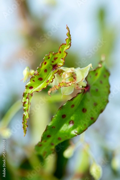 Obraz Begonia Amphipoxus