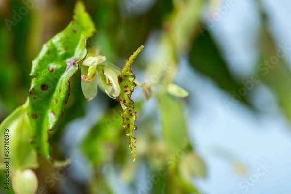 Obraz Begonia Amphipoxus