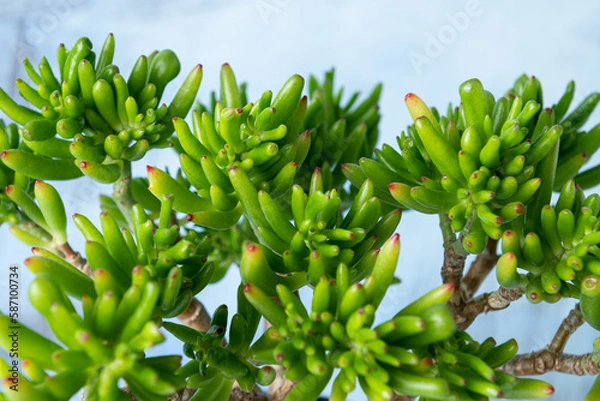 Obraz Crasula Ovata