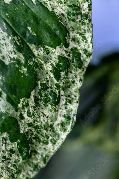 Obraz Syngonium Mojito 