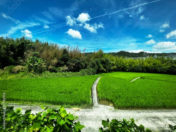 Obraz 飛行機雲のある夏の田舎の田んぼ
