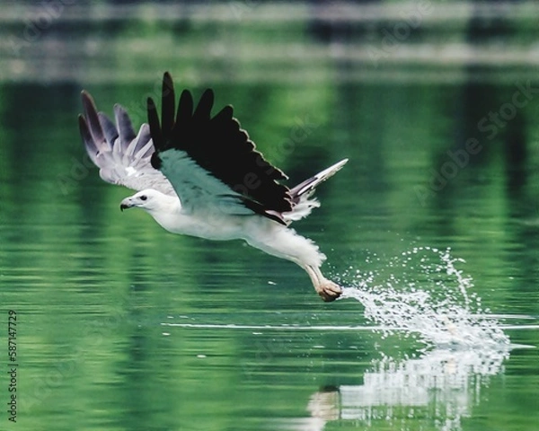 Obraz White bellied sea eagle in flight