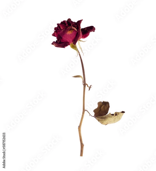 Fototapeta withered red rose isolated on transparent background.PNG file