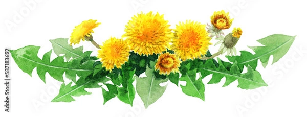 Obraz アナログ水彩たんぽぽの装飾素材