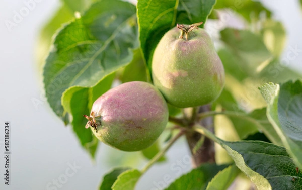 Fototapeta Small apple on a tree branch in nature