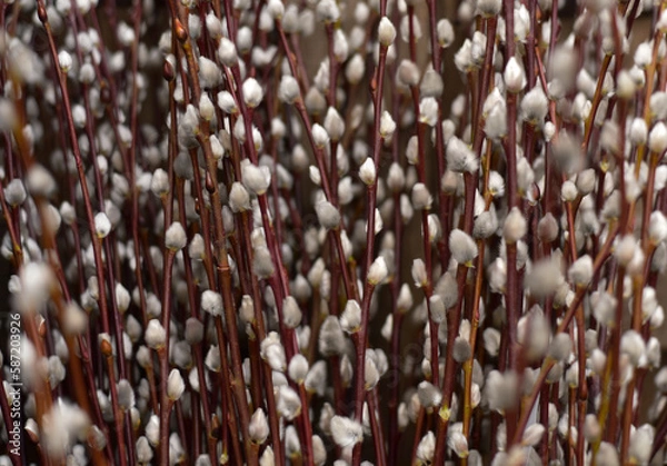 Obraz Blooming pussy-willow on a purple background. Close-up