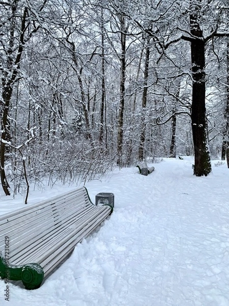 Obraz Paths with white wooden benches along the edges, and beautiful snow-covered trees around in the city park on Elagin Island in St. Petersburg in early spring.