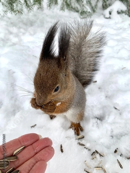 Obraz A gray squirrel with a red and white belly stands in the snow on its hind legs and eats sunflower seeds in a park on Elagin Island in St. Petersburg in early spring.