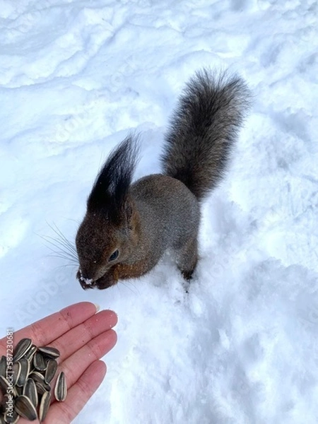 Obraz A gray and red squirrel stands in the snow on its hind legs and eats sunflower seeds in a park on Elagin Island in St. Petersburg in early spring.