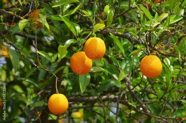 Fototapeta Orange am Baum - orange fruit on tree 14