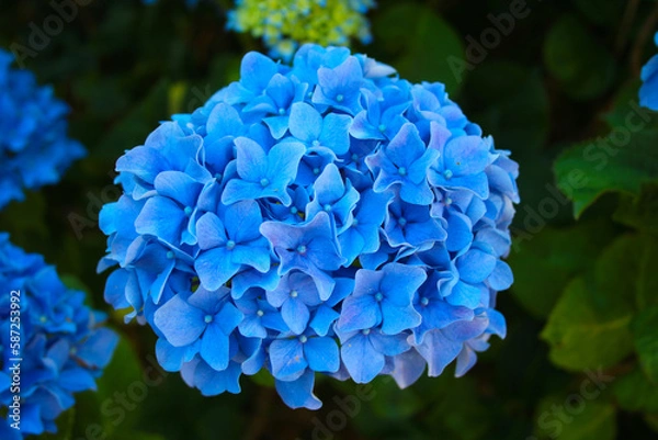 Obraz Blaue Hortensien Blüte
