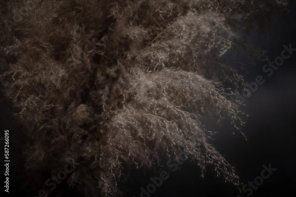 Obraz Pampas fronds against a dark background, standing in a vase