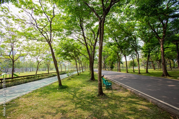 Fototapeta Beautiful walking paths surrounded by trees provide shade in the park