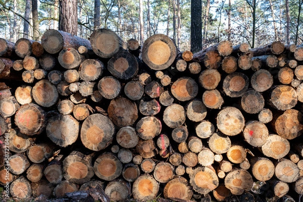 Fototapeta Logs from felled trees as wood piles in the forest