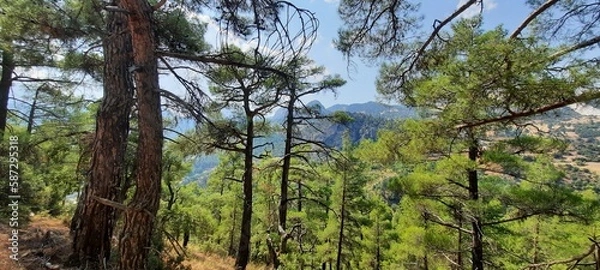 Obraz trees in the forest