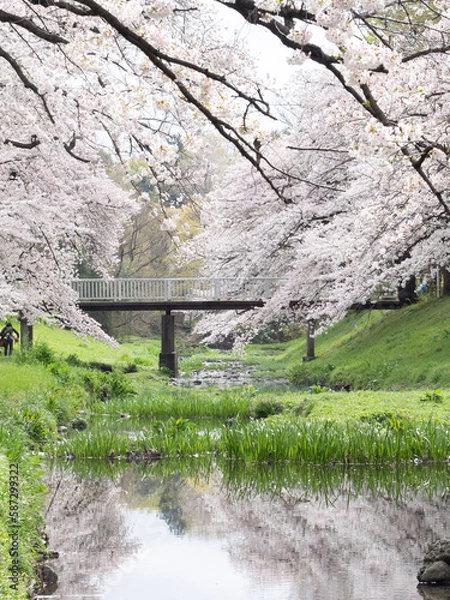 Obraz 根川緑道の桜
