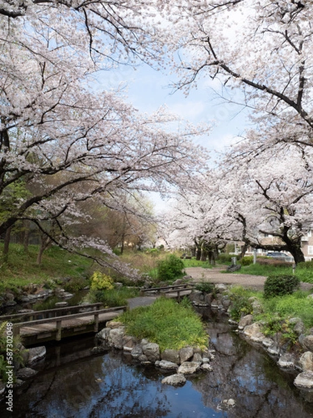 Fototapeta 根川緑道の桜 映り込み