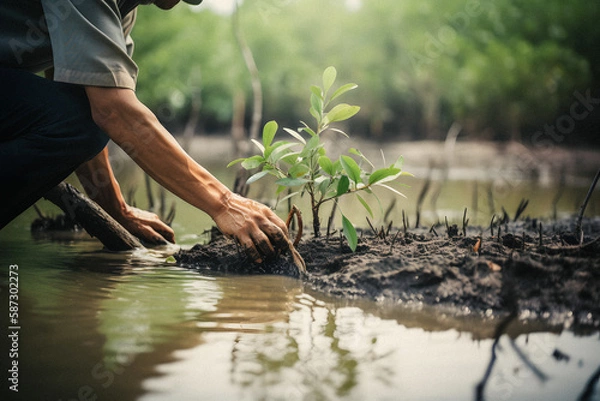 Fototapeta Restoring the Coastline: Community Engagement in Planting Mangroves for Environment Conservation and Habitat Restoration on Earth Day, Promoting Sustainability. Earth day