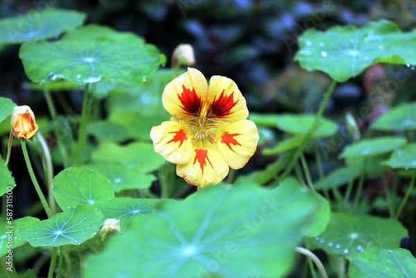 Obraz Gelbe Kresse-Blüte