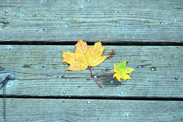 Obraz Blätter auf Holz