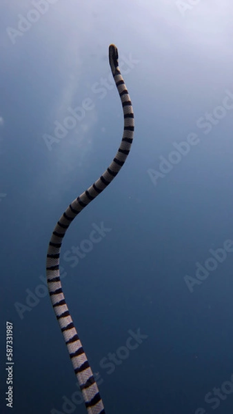 Fototapeta セブダイビング