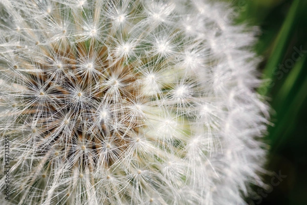 Fototapeta Dandelion seeds - fluffy blowball inclose up