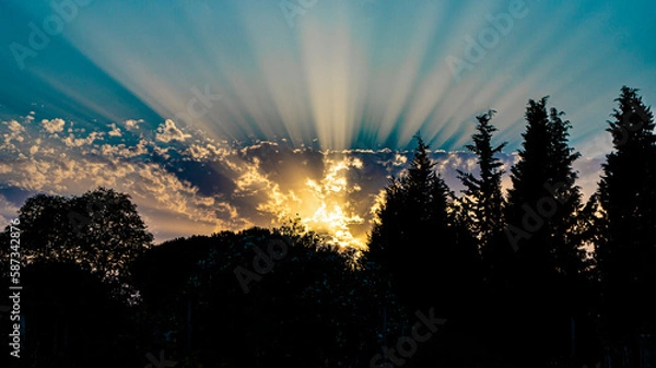 Fototapeta Sunset in the leafy forest