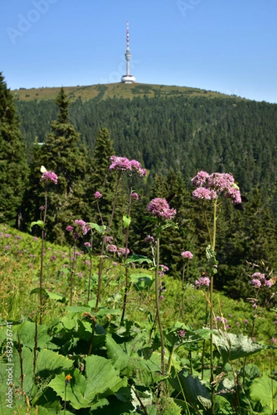 Obraz Transmitter Praded Praded Jeseniky hill