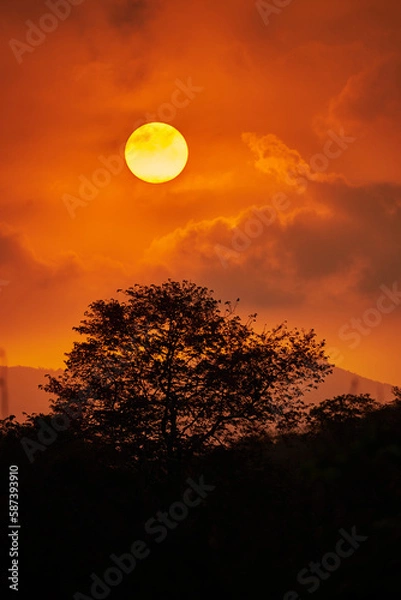 Obraz Sol en el amanecer sobre un árbol en el capo