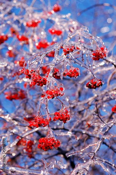 Fototapeta Berries covered in ice after winter storm