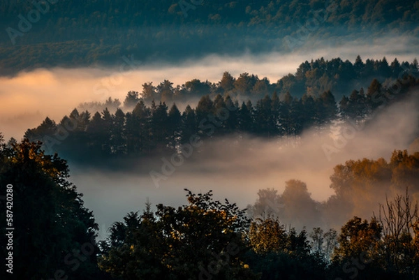 Fototapeta Forest in the fog