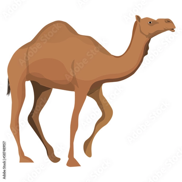 Fototapeta dromedary camel isolated on white background. Vector illustration. 