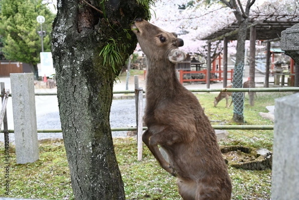 Fototapeta 立ち上がる鹿