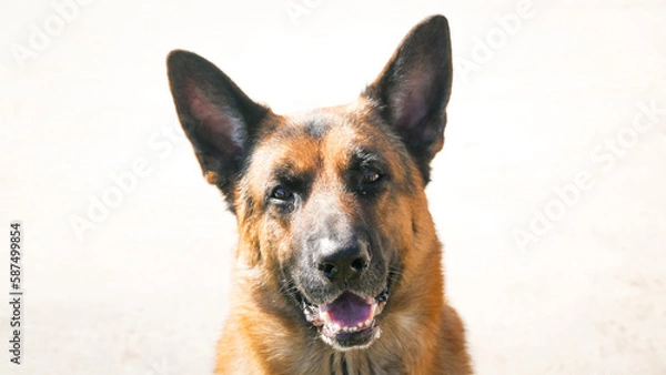 Obraz german shepherd dog white background