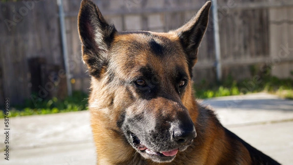 Obraz german shepherd dog portrait turned