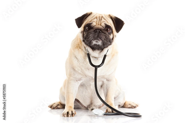 Obraz pug dog isolated on white background doctor