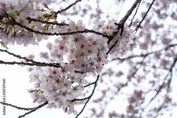 Obraz サクラの花を下から眺めて撮影した写真