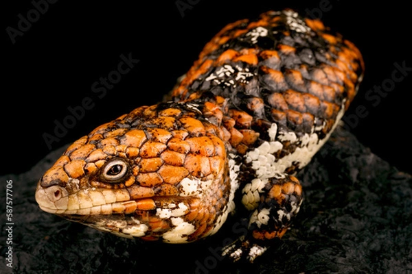 Obraz Western shingleback skink (Tiiqua rugosa rugosa)