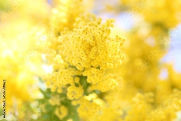 Obraz ミモザのクローズアップ