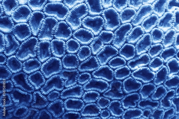 Obraz coral texture underwater background reef abstract sea