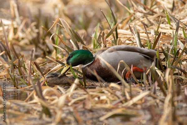 Obraz Ducks mating in a pond