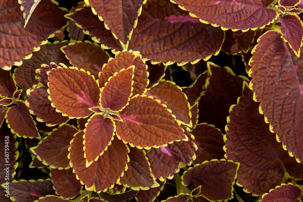 Obraz Coleus plant  background.