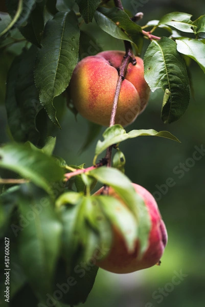 Obraz peach on the tree