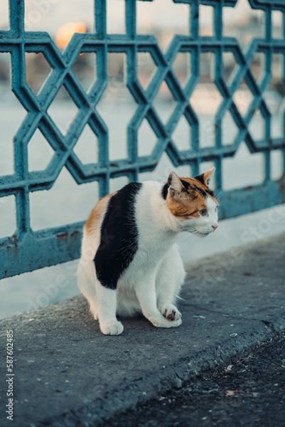 Obraz cat on the bridge