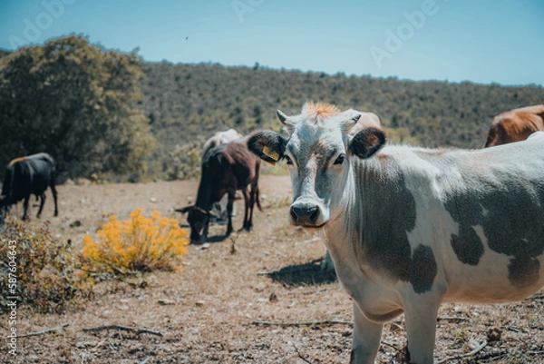 Obraz cows on the farm