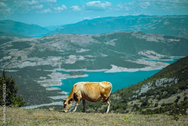 Obraz cow in the mountains